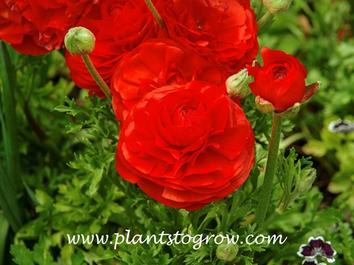 'Mache' Scarlet Asiatic Buttercup (Ranunculus asiaticus)